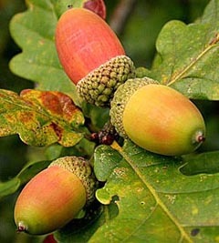 [acorns[5].jpg]
