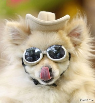 dressed_smart_dogs_01