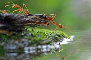 ants-drinking-water