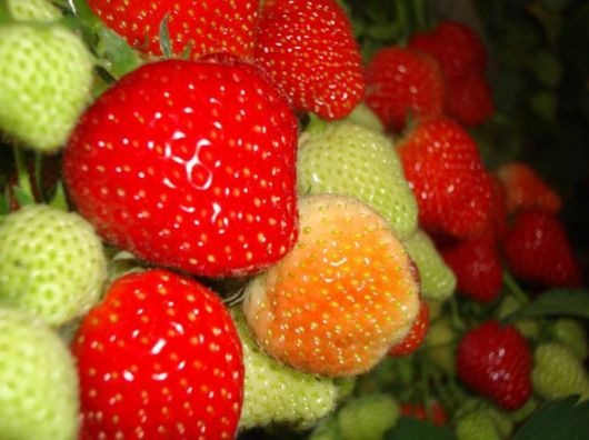 [strawberry_fields_lovely_015.jpg]