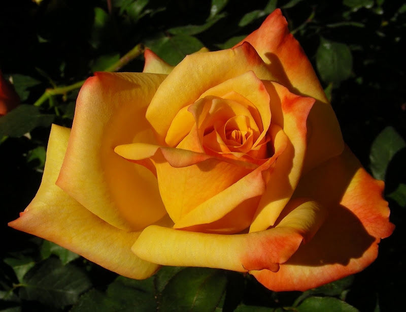 Rare Rose Auction by California Coastal Rose Society