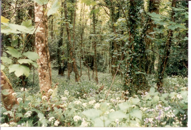 [Woods[4].jpg]