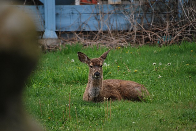[young deer in yard[2].jpg]
