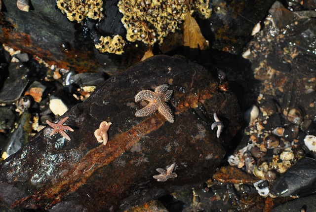 [5starfishonrock2.jpg]