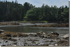 boys exploring low tide