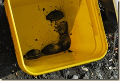 first clams
