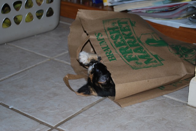 [katy playing[2].jpg]