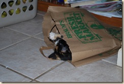 katy playing