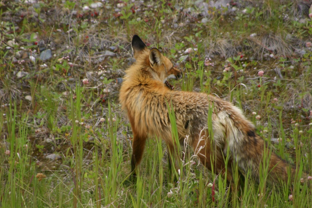 [AK09 Leg 13, Liard Hot Springs to Watson Lake, YT 015[4].jpg]