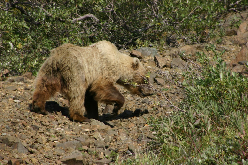 [AK09 Leg 19, Fairbanks to Denali, 3 060[5].jpg]