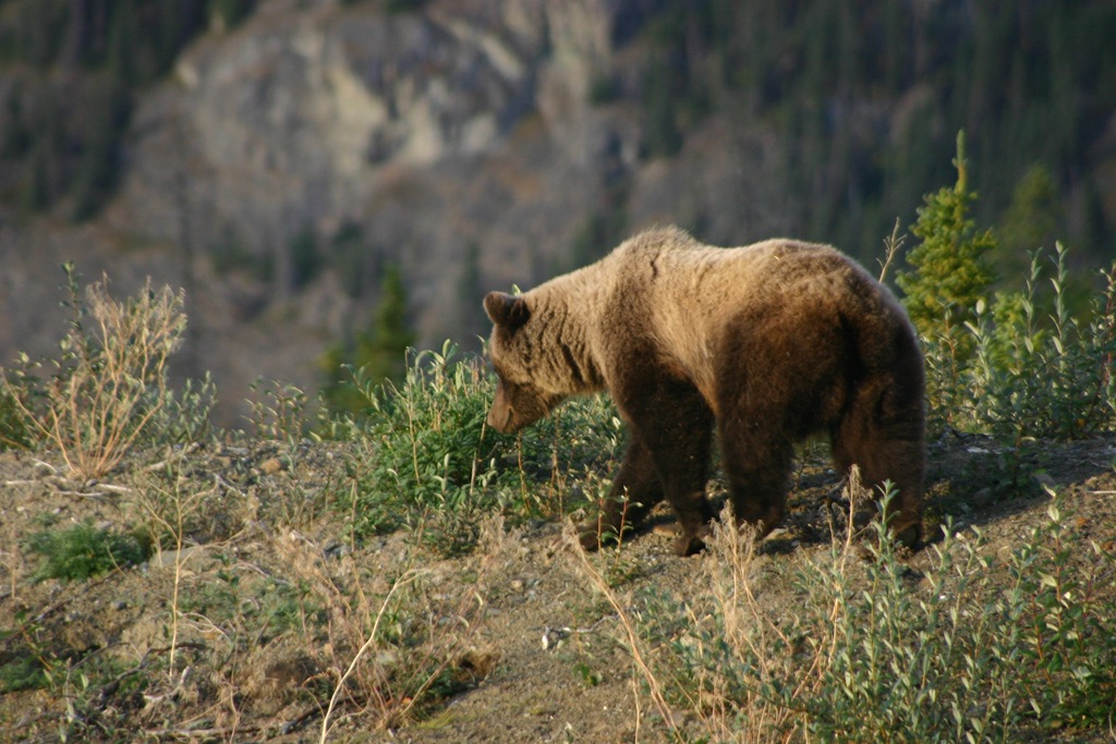 [AK 09 Leg 26 & 27, Valdez to Tok to Destruction Bay, 2 015[4].jpg]