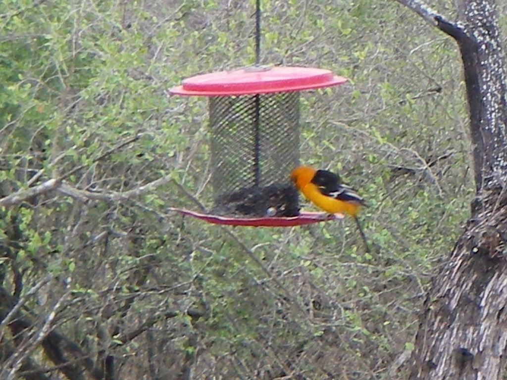 [World Birding Center Bentsen-RGV SP 004[5].jpg]