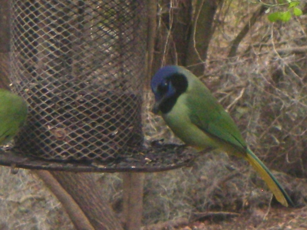 [World Birding Center Bentsen-RGV SP 012[10].jpg]