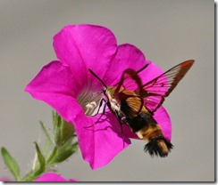hummingbird moth2