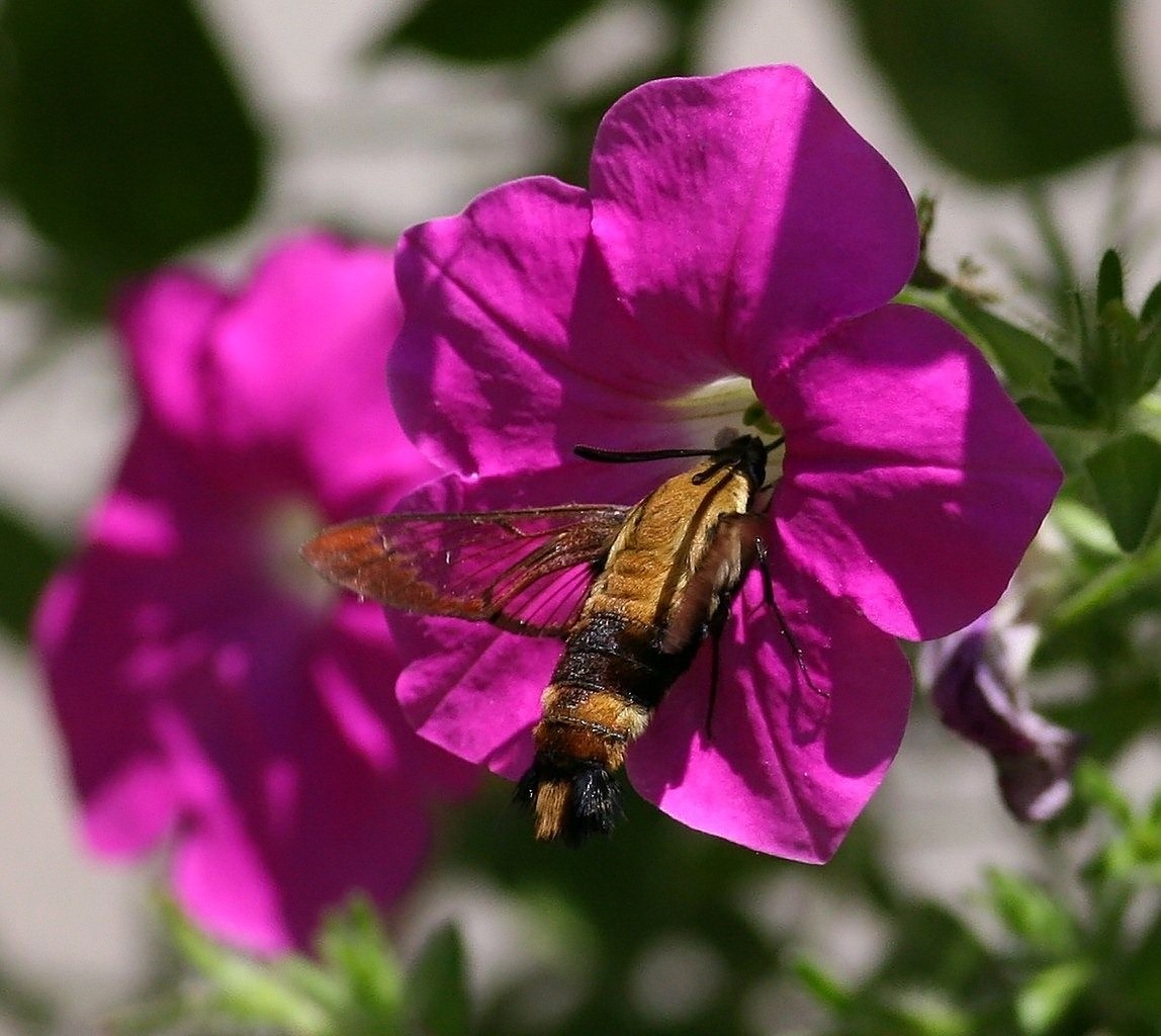 [hummingbird moth4[6].jpg]