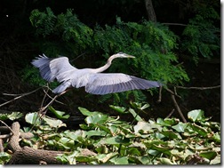 blueheron3