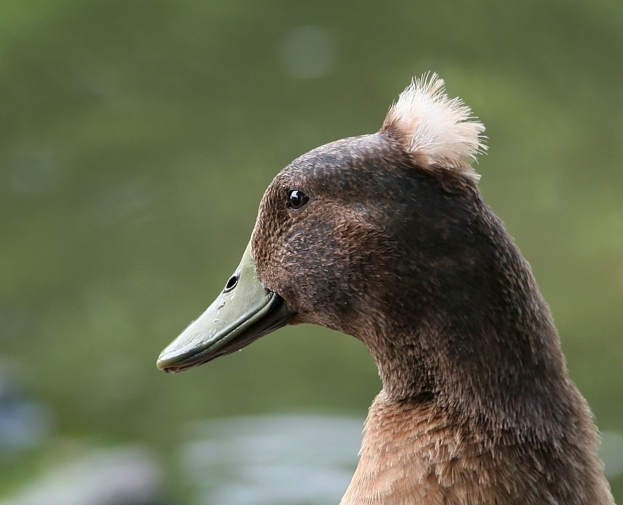 [duckhead[8].jpg]