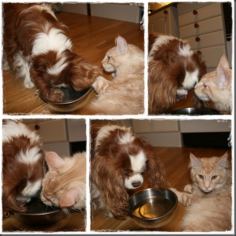 cats2011.01.15.002