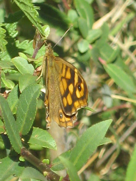 Spotting Image 1