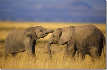3779_file_Elephant2_Balfour