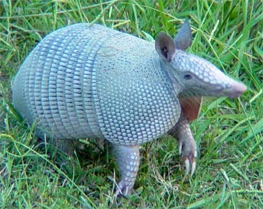 [armadillo_380[3].jpg]