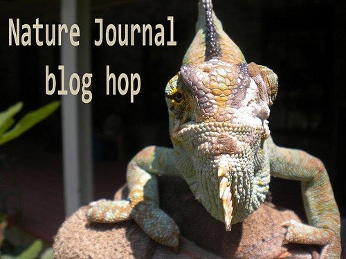 [Nature J Blog hop[5].jpg]
