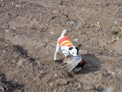 banditfetch.jpg