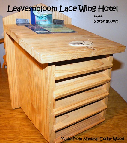 [leavesnbloom lacewing hotel[16].jpg]
