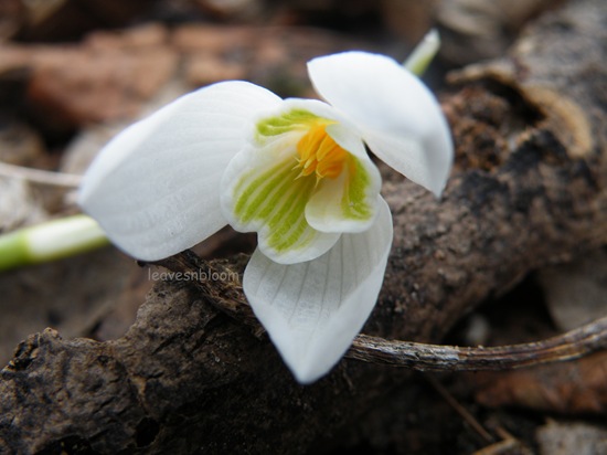 [snowdrop2[4].jpg]