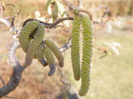 [corylus contorta 1[6].jpg]