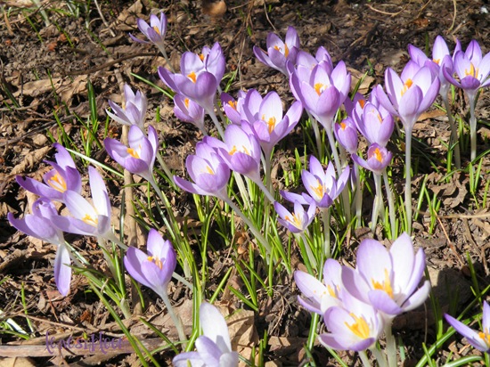 [crocus 3[8].jpg]