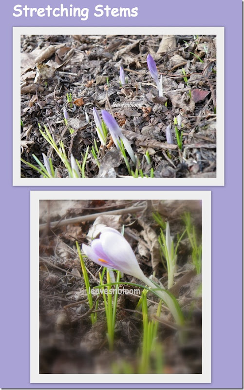 Stretching Stems collage