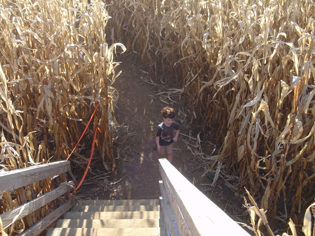 [CornMaize09_0863[2].jpg]