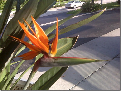 birdofparadise birdofparadise