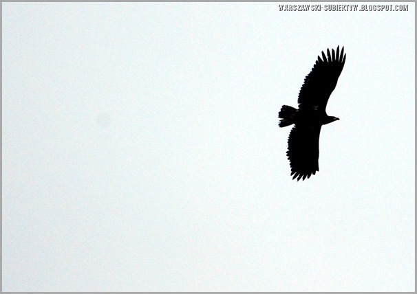 a-JPG-mlo-2011_009