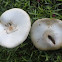 mushrooms