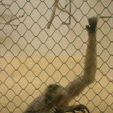 Monkey Just Chilling