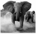 [elephants II[3].jpg]