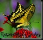 metamorphosis metamorphosis