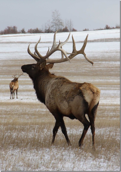 Bull Elk