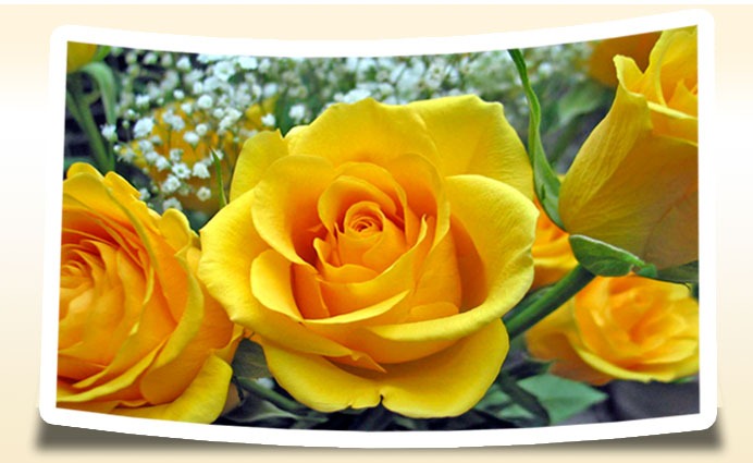 [rosa-amarela_2[3].jpg]