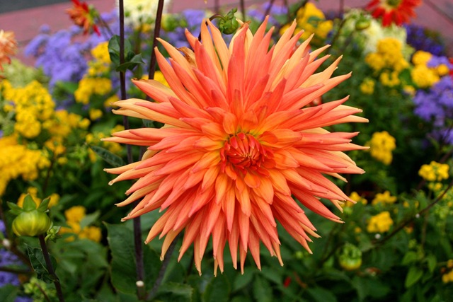 [star flower[4].jpg]