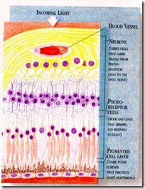 Schematic of Retina Schematic of Retina