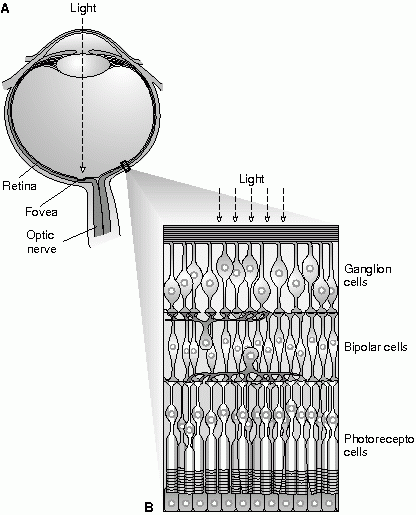 Photoreceptors Photoreceptors