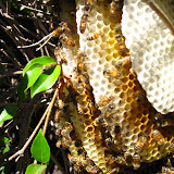 Click here to see more bee removal and beekeeping photos.