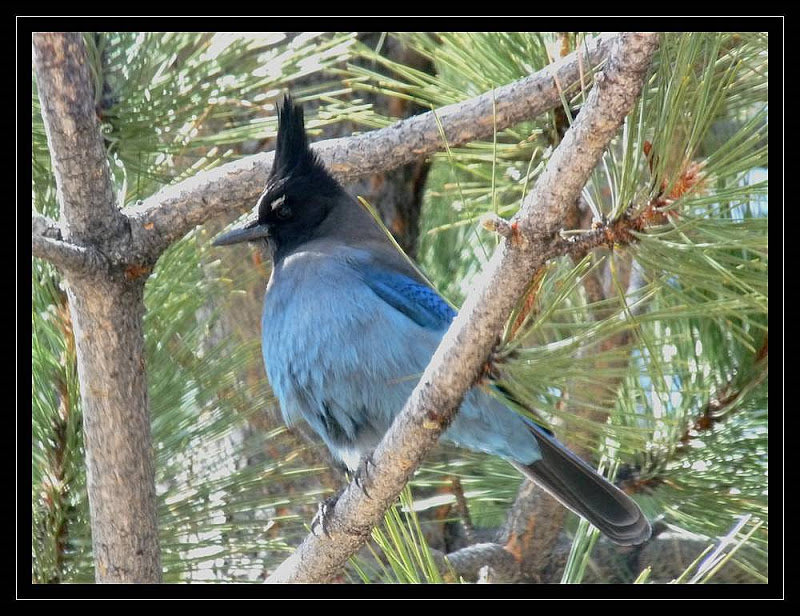 geai bleu (je crois) Geai%20cadre