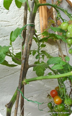 Blackstemtomatoes11Sept9 Blackstemtomatoes11Sept9