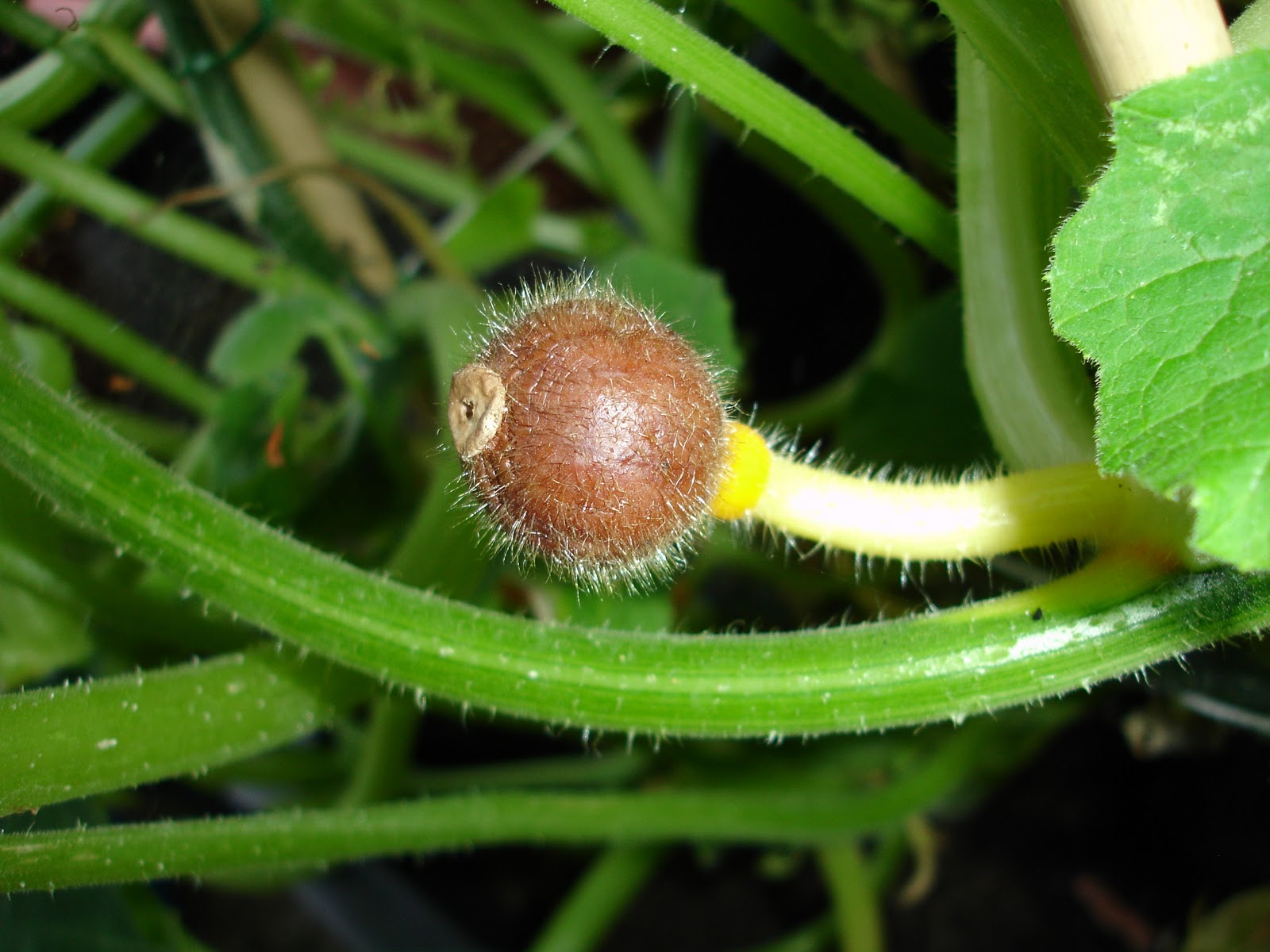 [09-07 dying squash[2].jpg]