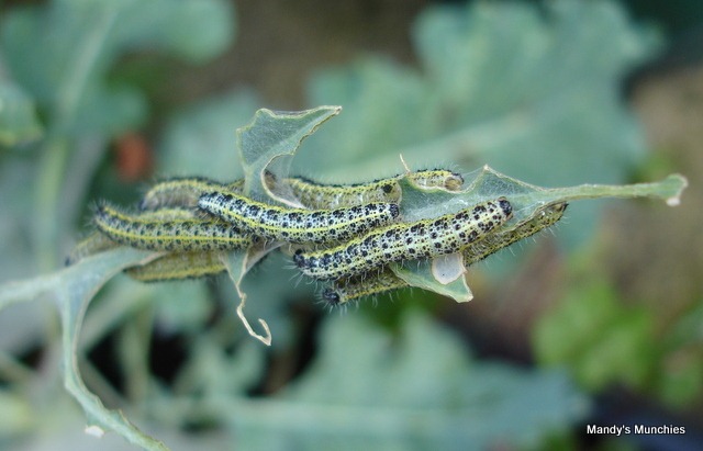 [11-09 PSB caterpillars[2].jpg]