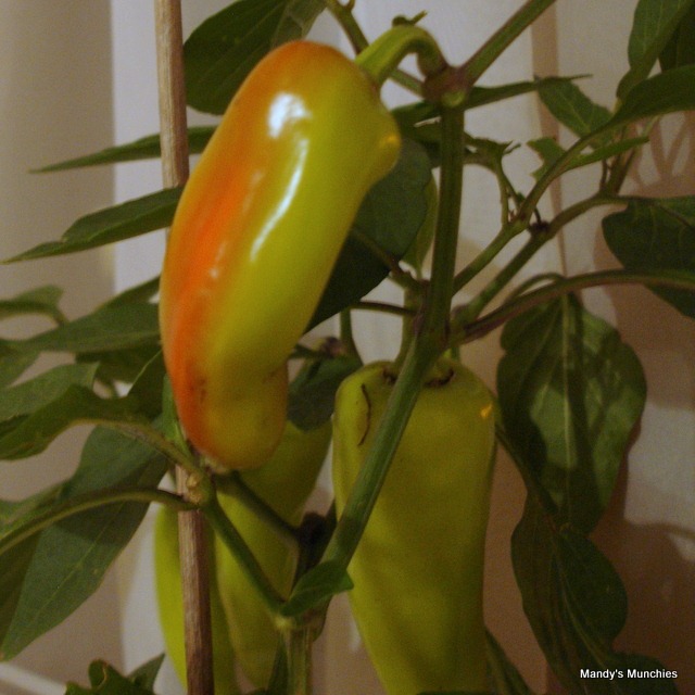 [28-09 chillies[2].jpg]